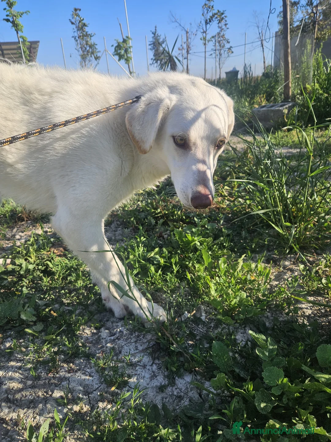 Meticcio cani in regalo: Chiara: giovane, socievole ed equilibrata - Annuncio 2