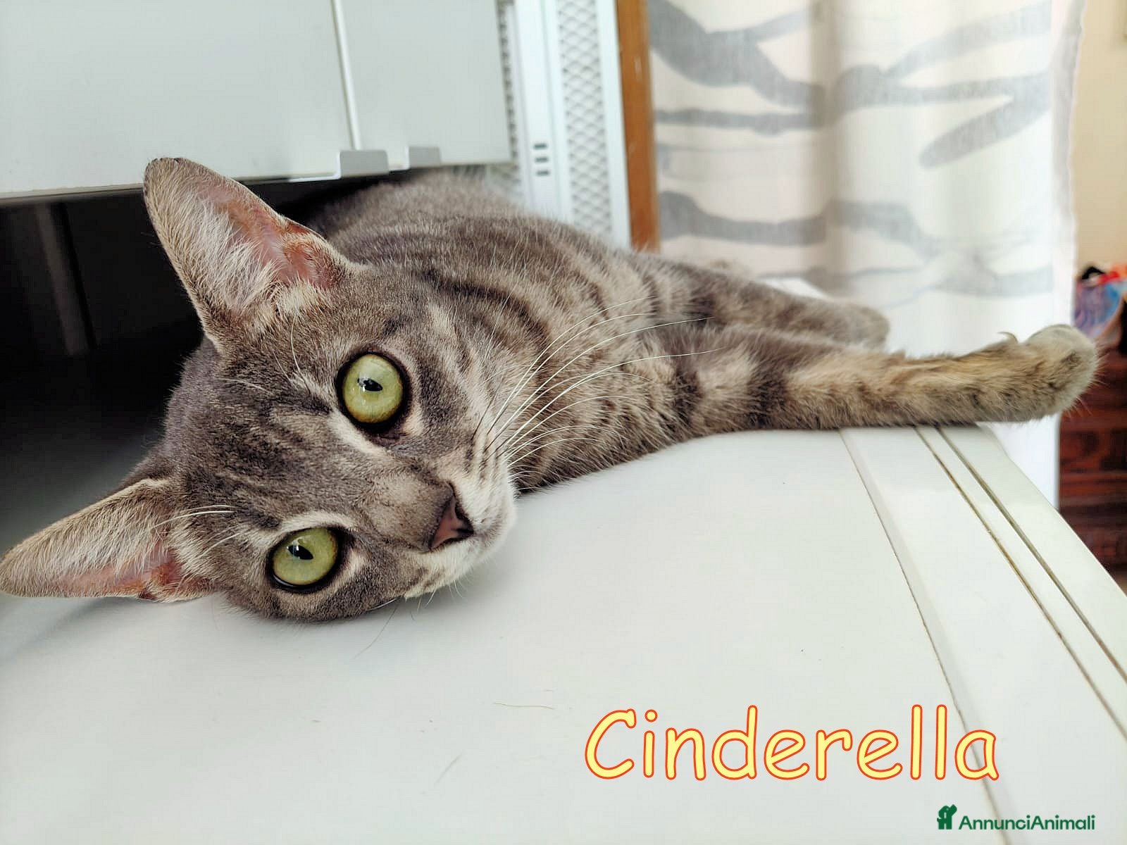 Europeo gatti CINDERELLA BELLISSIMA GATTINA - Annuncio 6