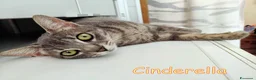 Europeo gatti in regalo: CINDERELLA BELLISSIMA GATTINA a Città metropolitana di Roma Capitale - Annuncio 1