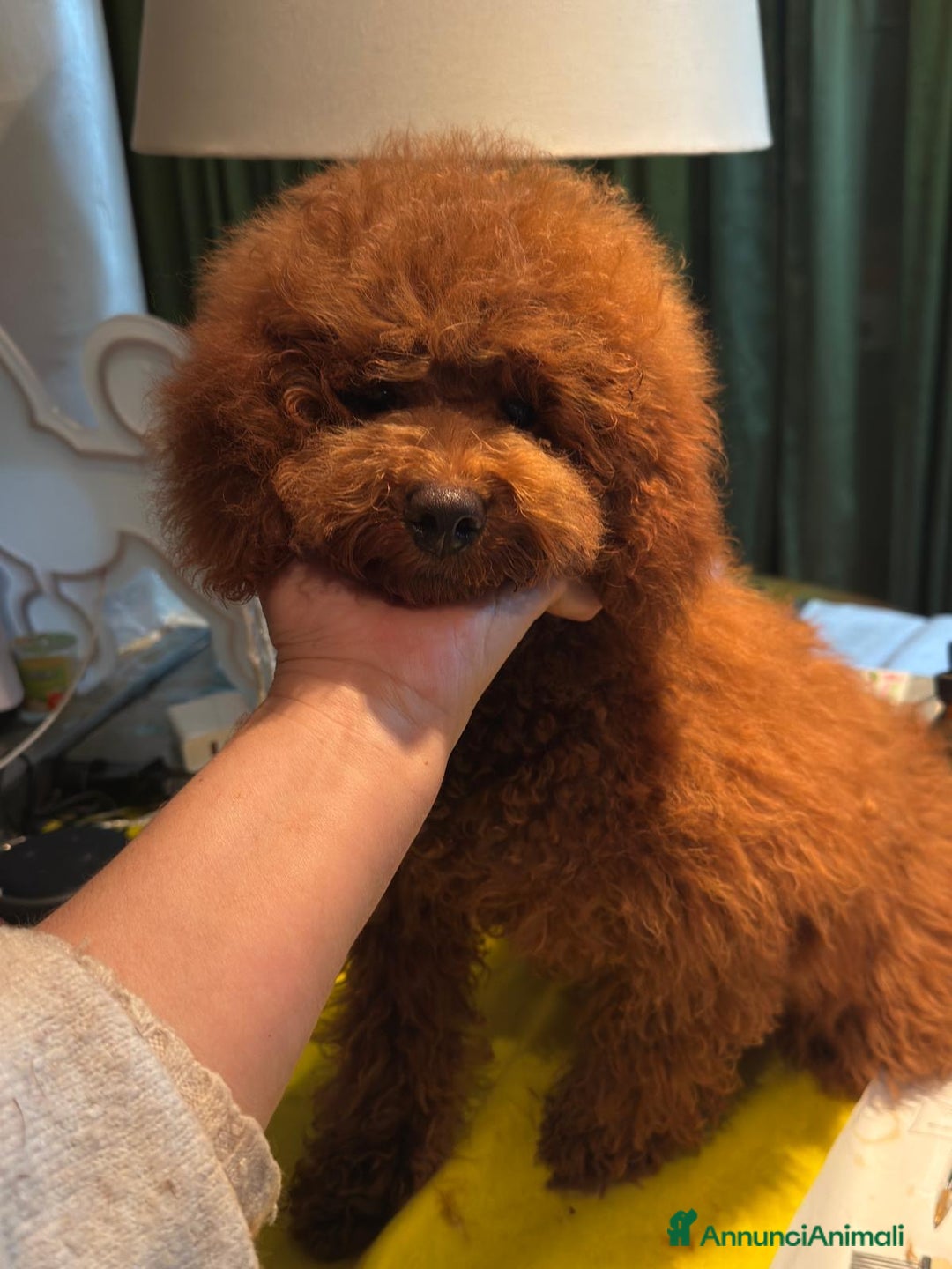 Barboncino Toy cani in vendita: Barboncino nano red intenso  - Annuncio 2