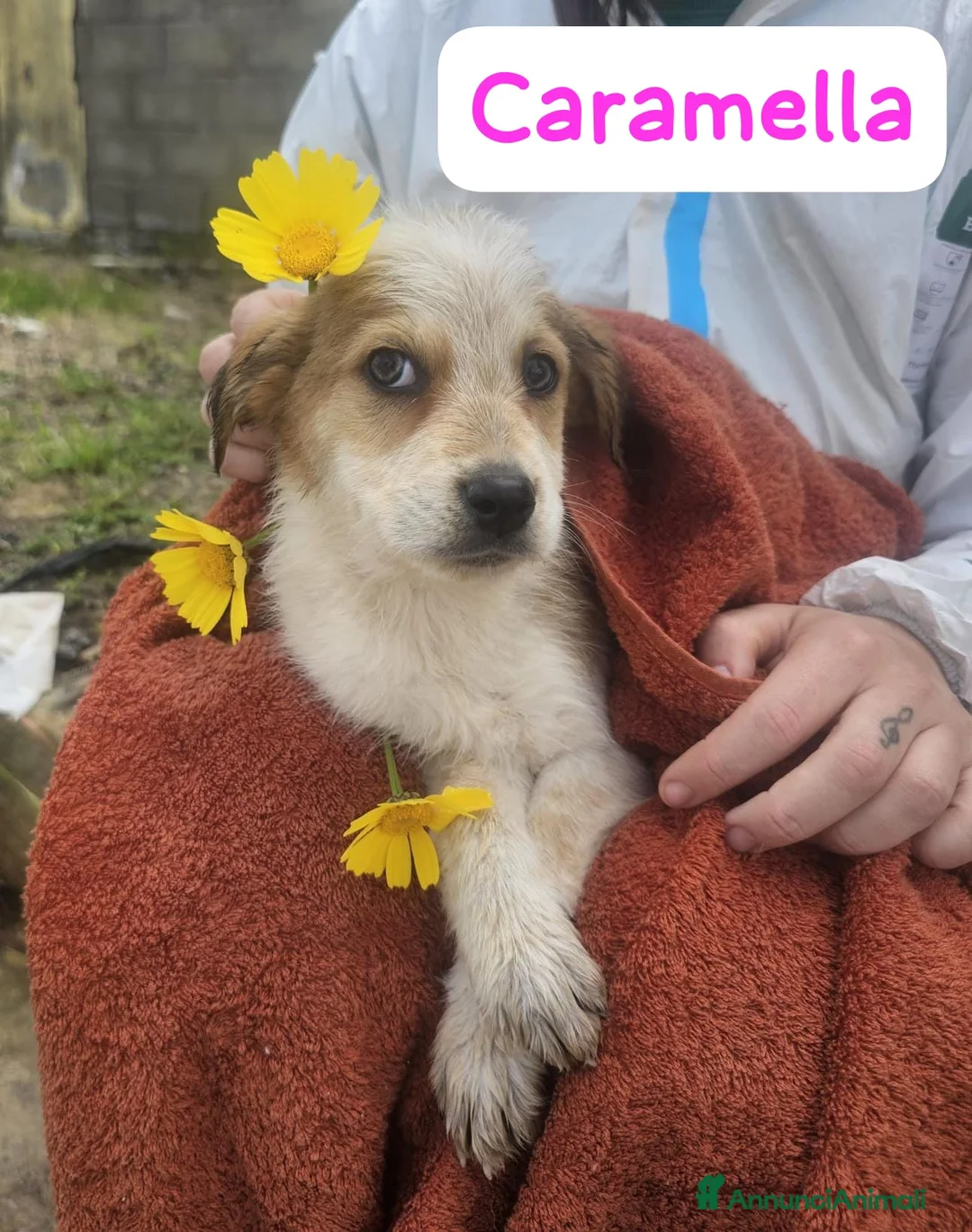 Meticcio cani in regalo: Caramella  a Provincia di Crotone - Annuncio 3