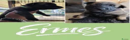 Pastore Belga cani in vendita: Cuccioli Pastore Belga Malinois disponibili a Provincia di Viterbo - Annuncio 8
