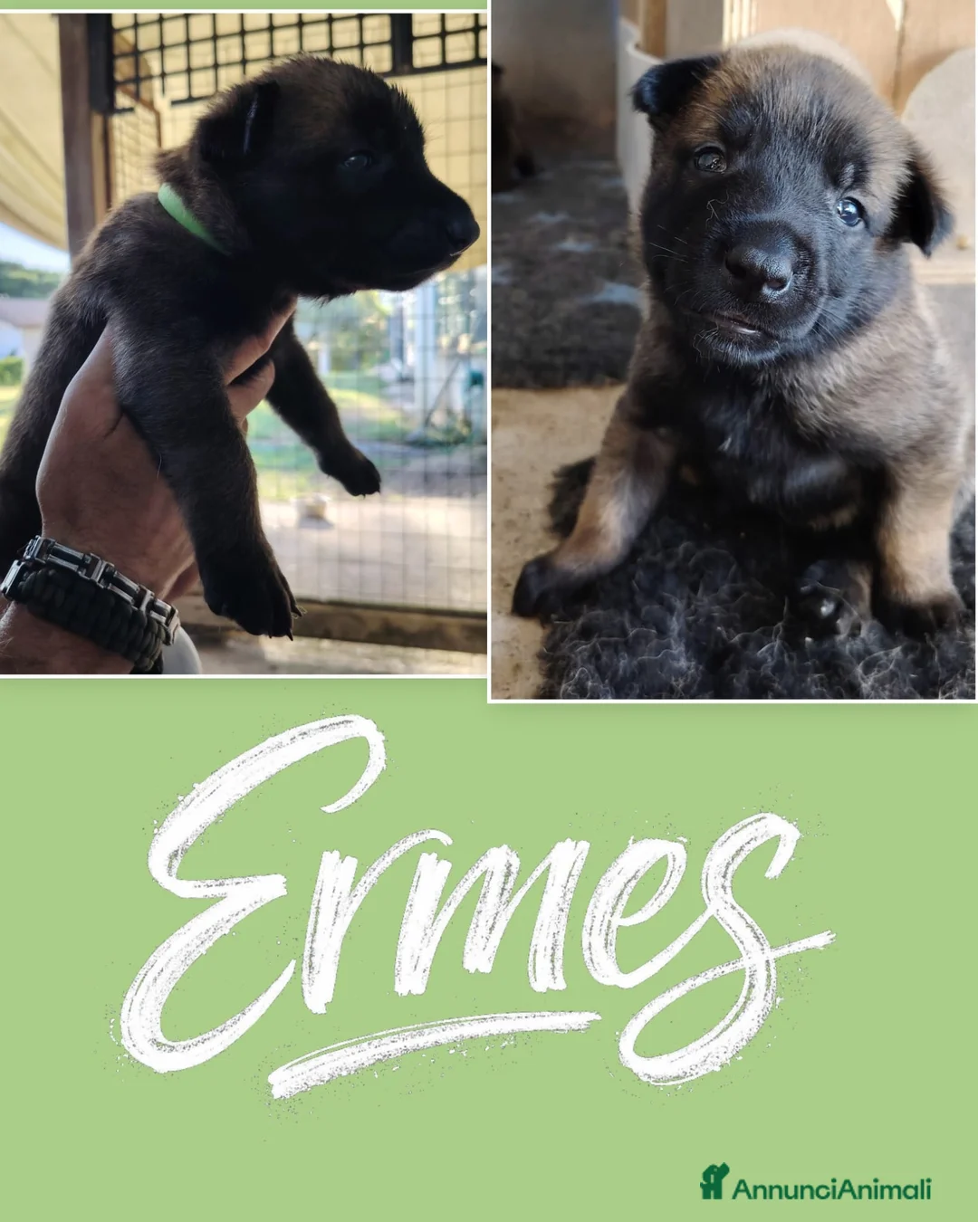 Pastore Belga cani in vendita: Cuccioli Pastore Belga Malinois disponibili a Provincia di Viterbo - Annuncio 8