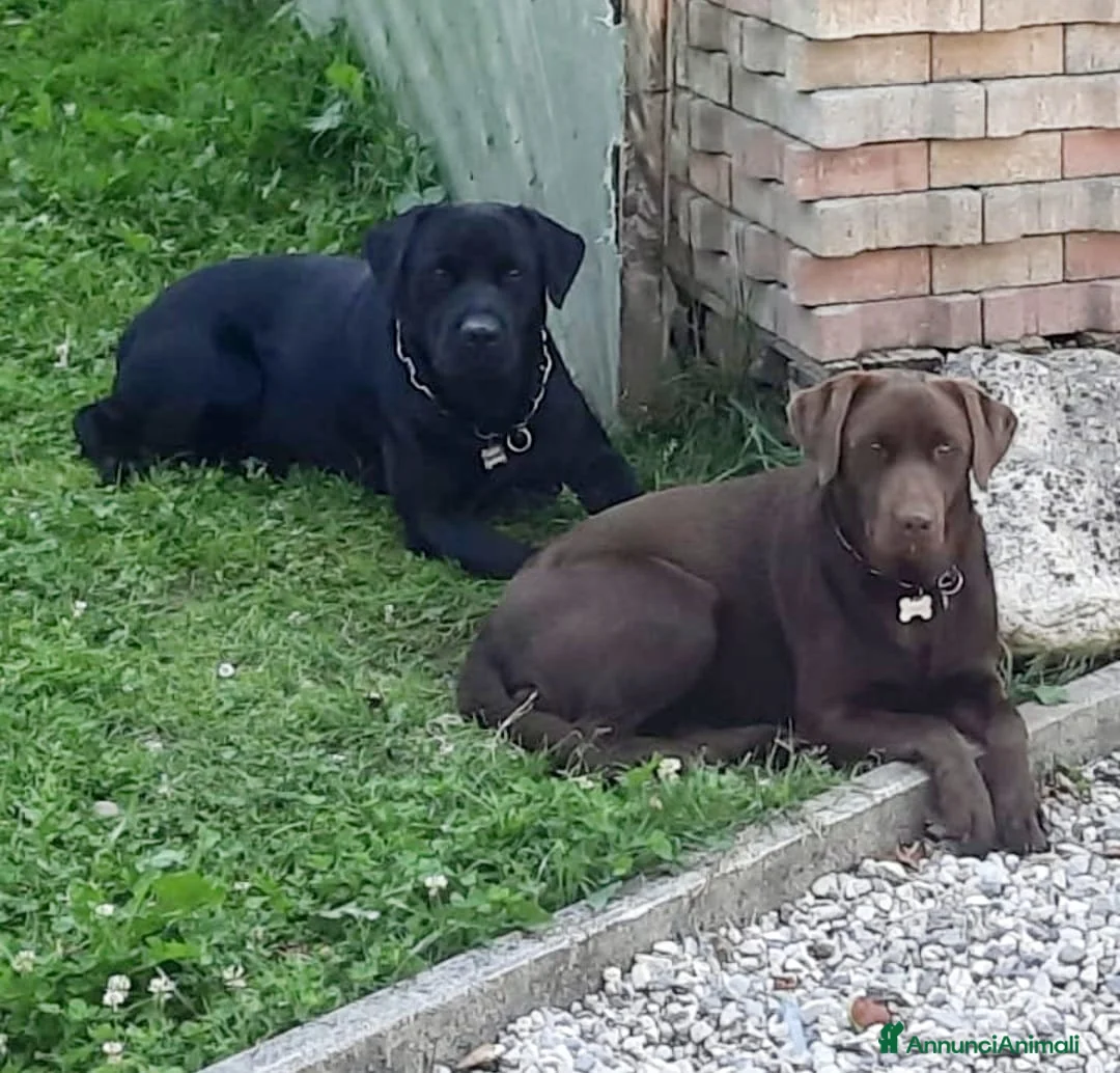 Labrador cani in vendita: Cuccioli labrador  a Provincia di Belluno - Annuncio 5