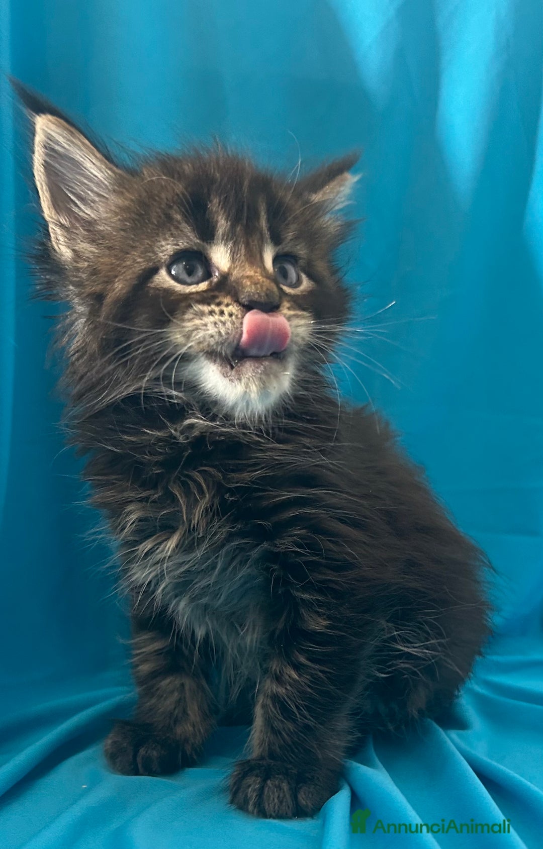 Maine Coon gatti in vendita: Maine coon con pedigree  - Annuncio 9