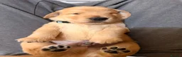 Golden Retriever cani in vendita:  alta genealogia 5 stelle" - Annuncio 2