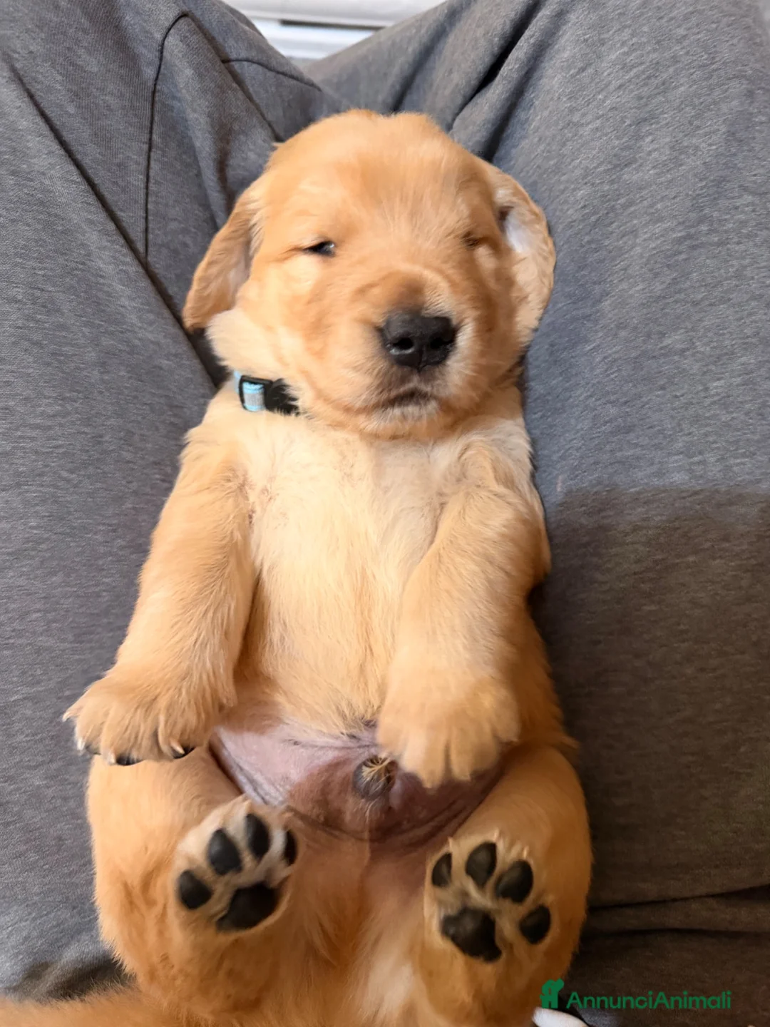 Golden Retriever cani in vendita:  alta genealogia 5 stelle" - Annuncio 2