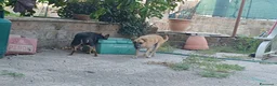 Meticcio cani in regalo: Triade di meticci - Annuncio 18