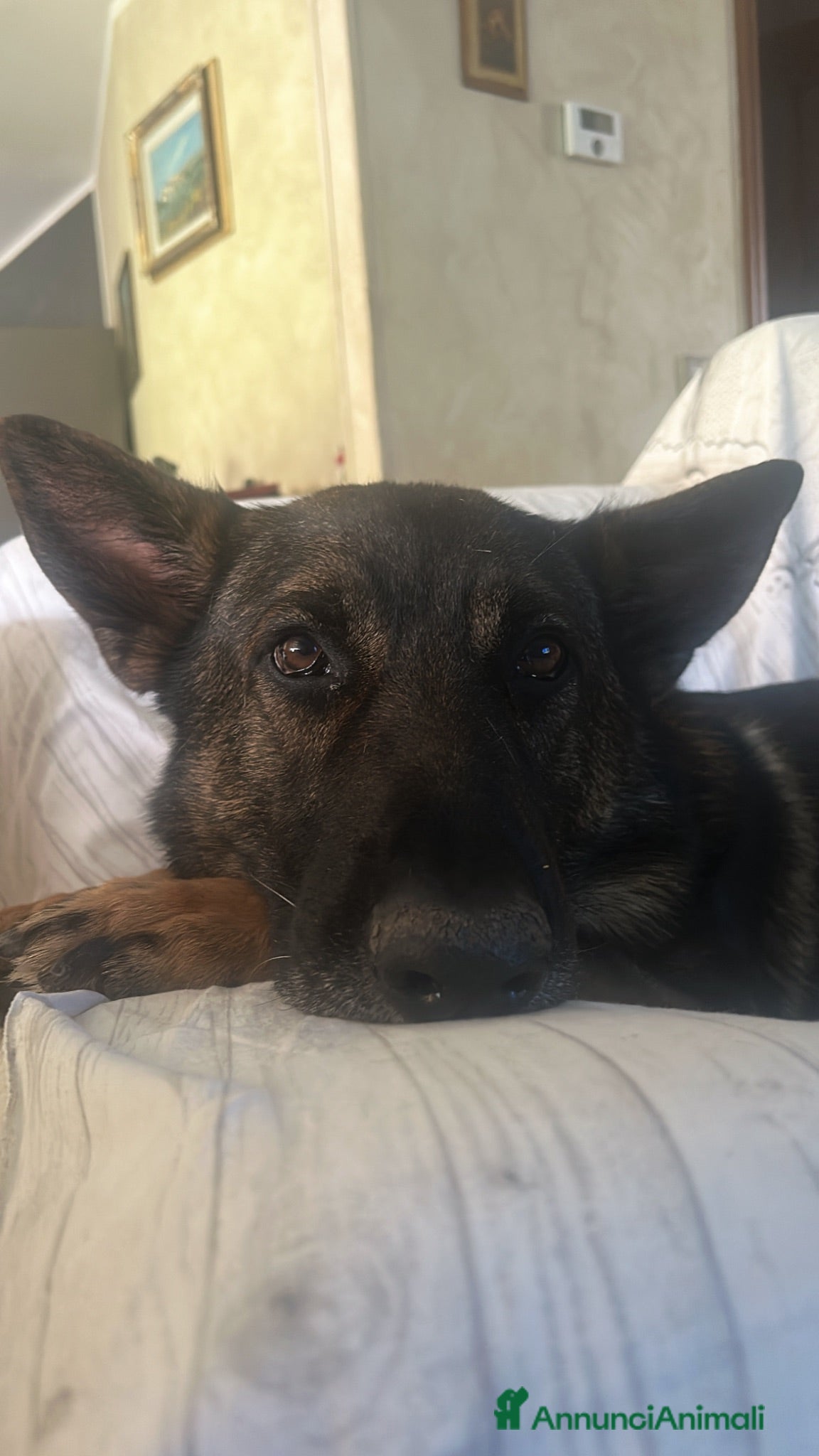 Pastore Tedesco cani Pastore tedesco maschio per accoppiamento - Annuncio 31
