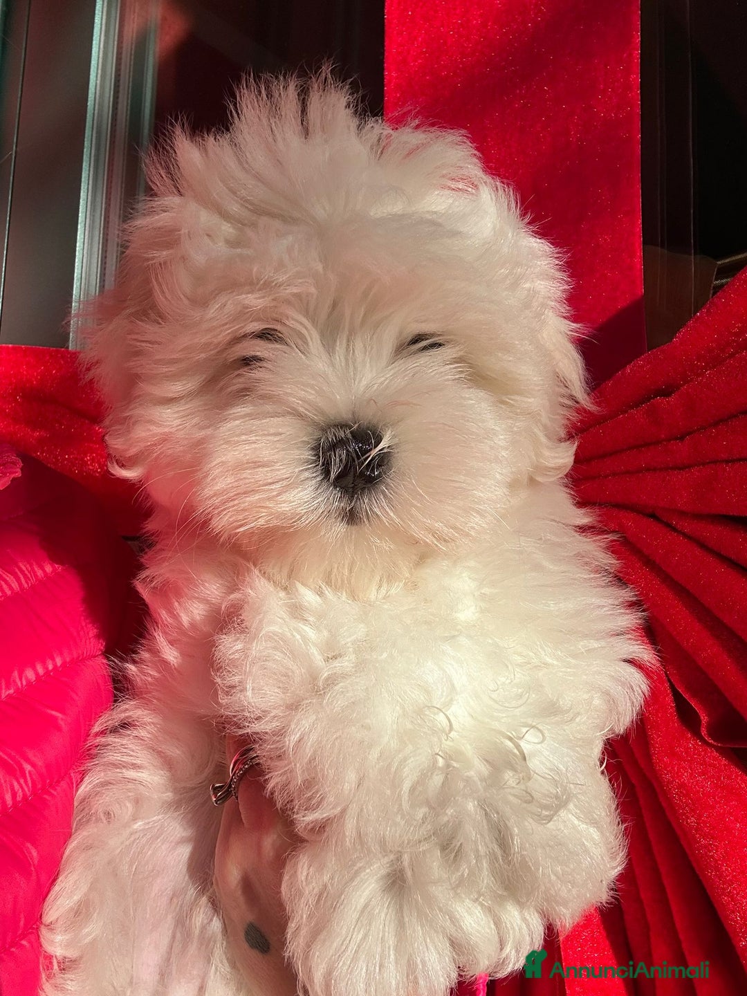 Maltese cani in vendita: Cuccioli di maltese con pedigree ENCI  - Annuncio 18