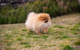 Spitz cani in vendita: Disponibile 1 Cucciolo di Spitz Pomerania a Provincia di Sondrio - Immagine 8
