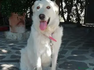 Meticcio cani SALLY ATTENDE LA SUA FAMIGLIA, IN ADOZIONE - Annuncio 4