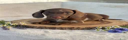 Bassotto cani in vendita: Bassotti cuccioli  - Annuncio 1