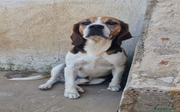 Beagle cani in regalo: LORD un beagle strepitoso a Pomezia - Immagine 3