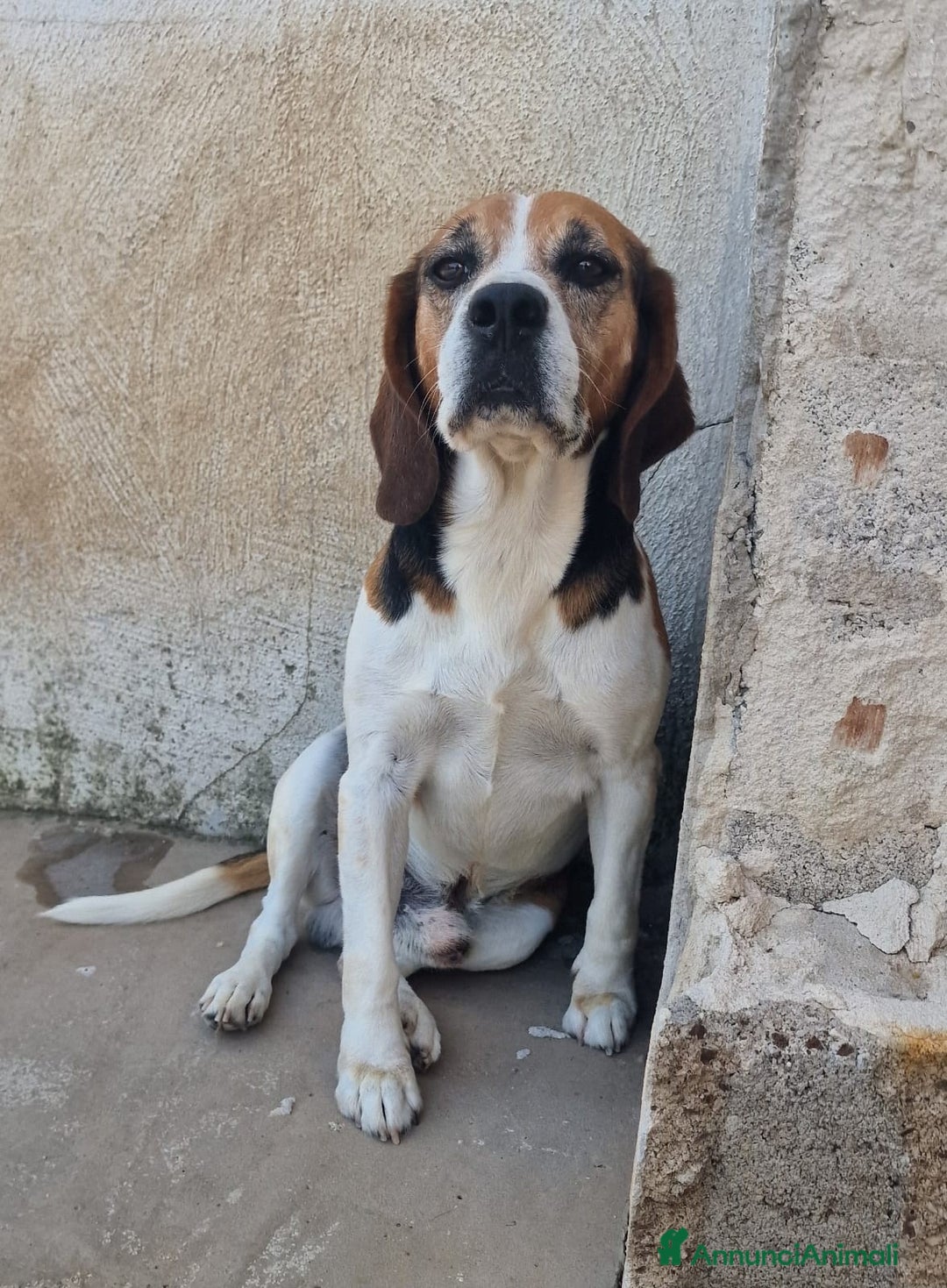 Beagle cani in regalo: LORD un beagle strepitoso a Pomezia - Immagine 3