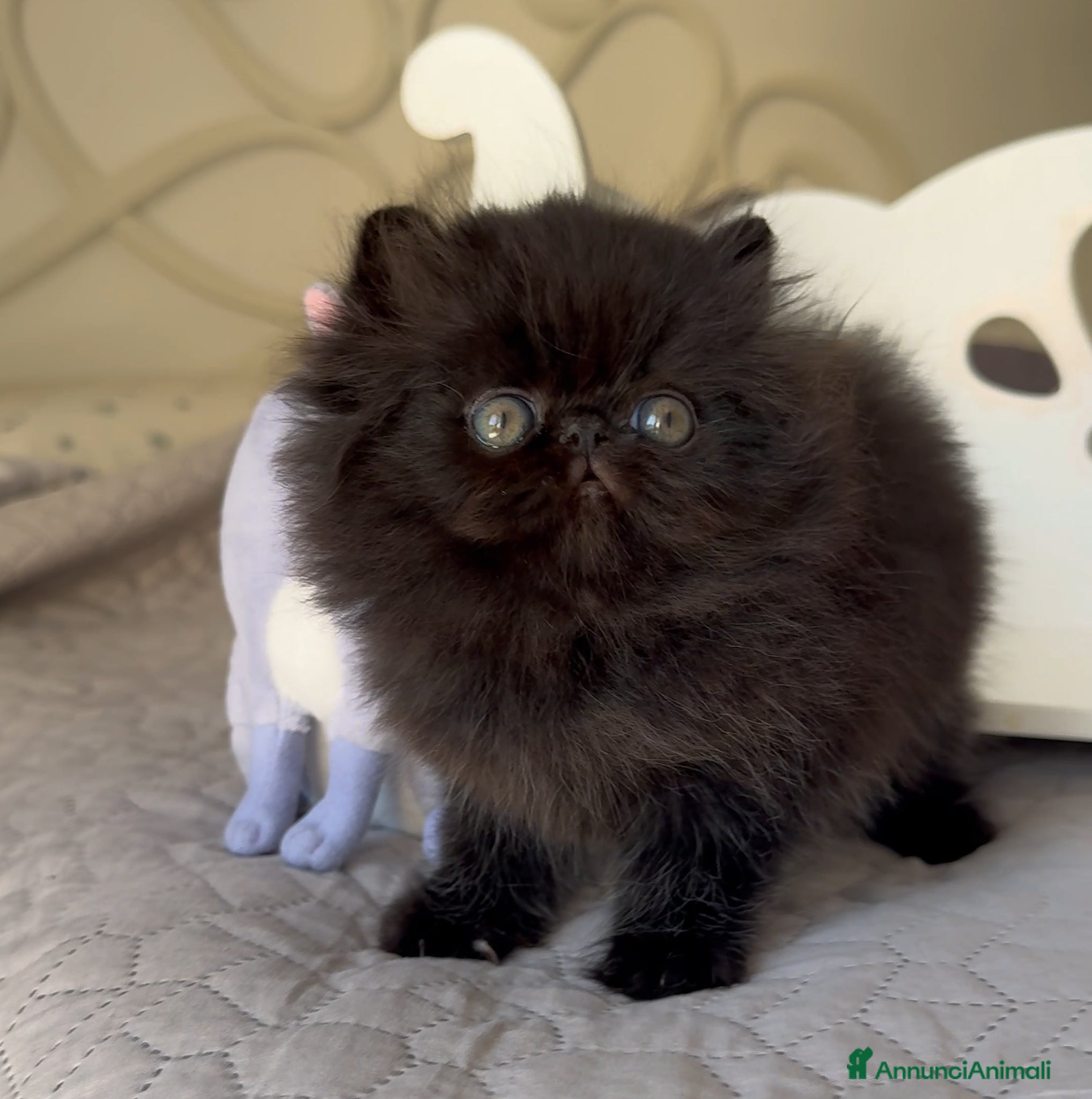 Persiano gatti in vendita: 🤍🖤 AnnaRita Oreo 🖤🤍 - Annuncio 2