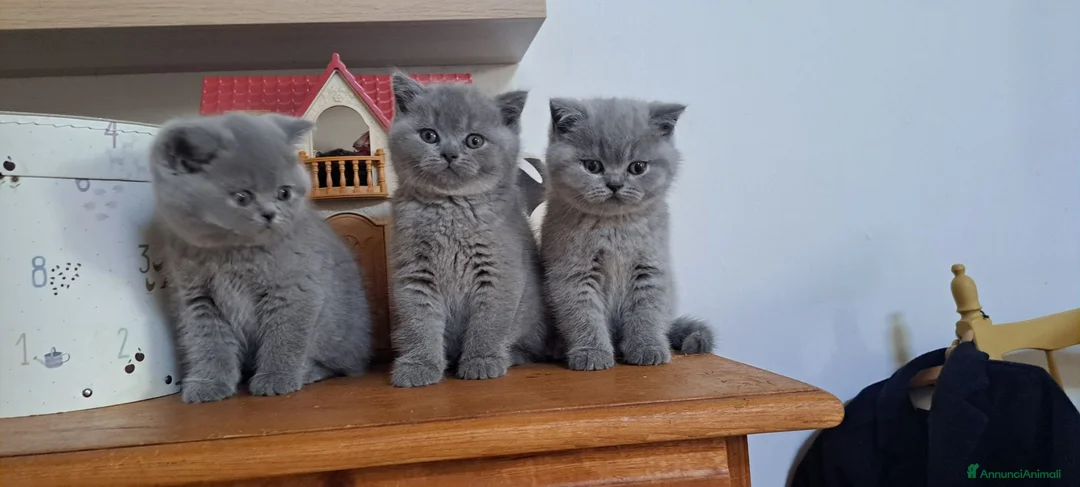 British gatti in vendita: Cucciolo British shorthair maschio blu 3 mesi - Annuncio 9