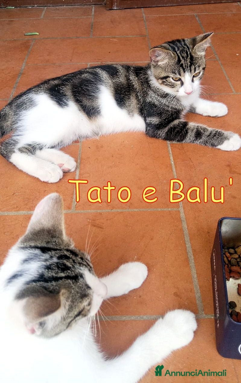 Europeo gatti CERCHIAMO CASA PER TATO E BALU' - Annuncio 9