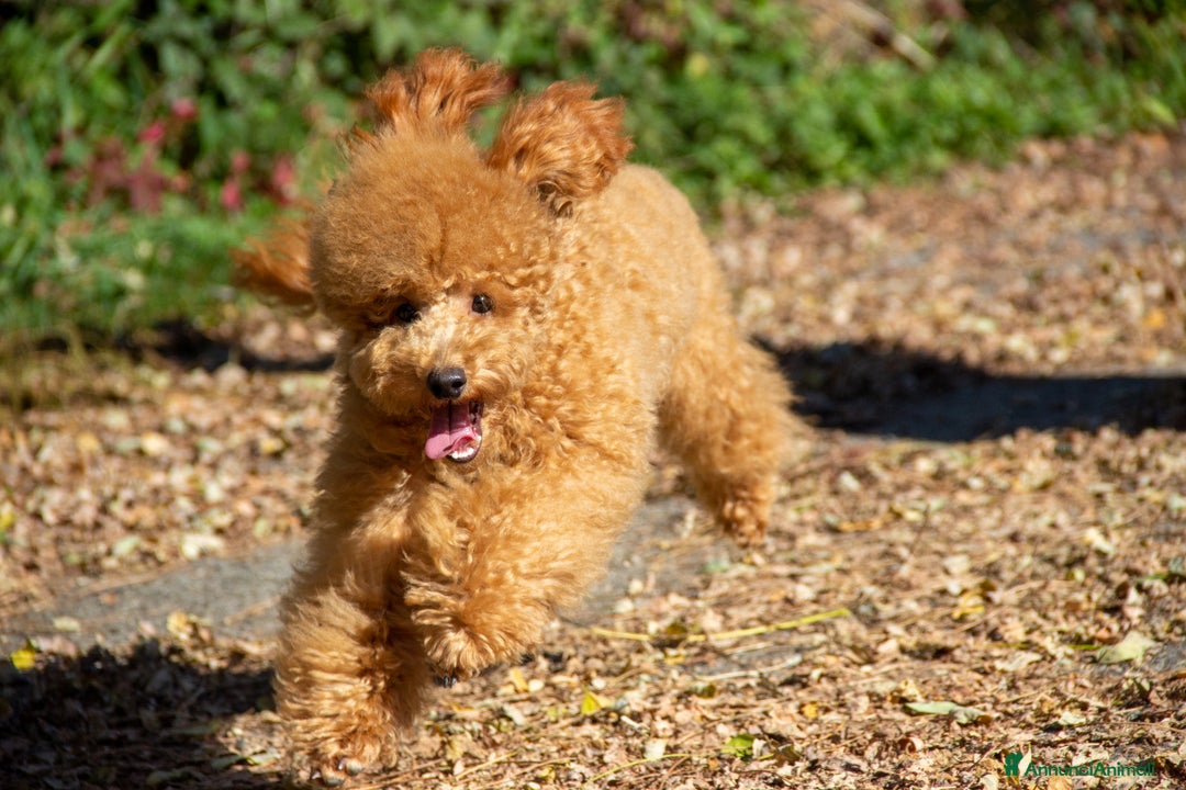 Barboncino cani in vendita: Cucciolo Barboncino Nano nato il 31/01/2025 - Annuncio 1
