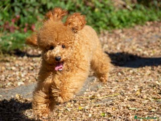 Barboncino cani Cucciolo Barboncino Nano nato il 31/01/2025 - Annuncio 16