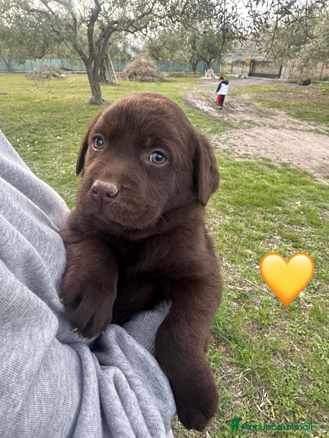 Labrador cani in vendita: Cuccioli Labrador chocolate - Annuncio 1