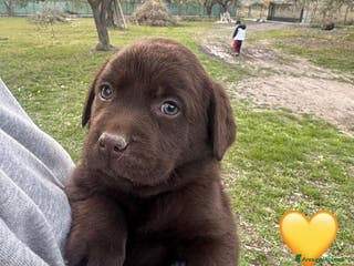 Labrador cani Cuccioli Labrador chocolate - Annuncio 3