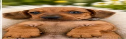 Bassotto cani in vendita: CUCCIOLI BASSOTTI STANDARD - Annuncio 16