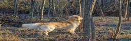 Golden Retriever cani per accoppiamento: PEDRO cerca fidanzata! a Città Metropolitana di Torino - Annuncio 9