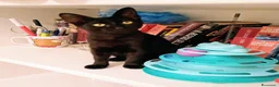 Meticcio gatti in regalo: GATTINI NERI DOLCISSIMI - Annuncio 13