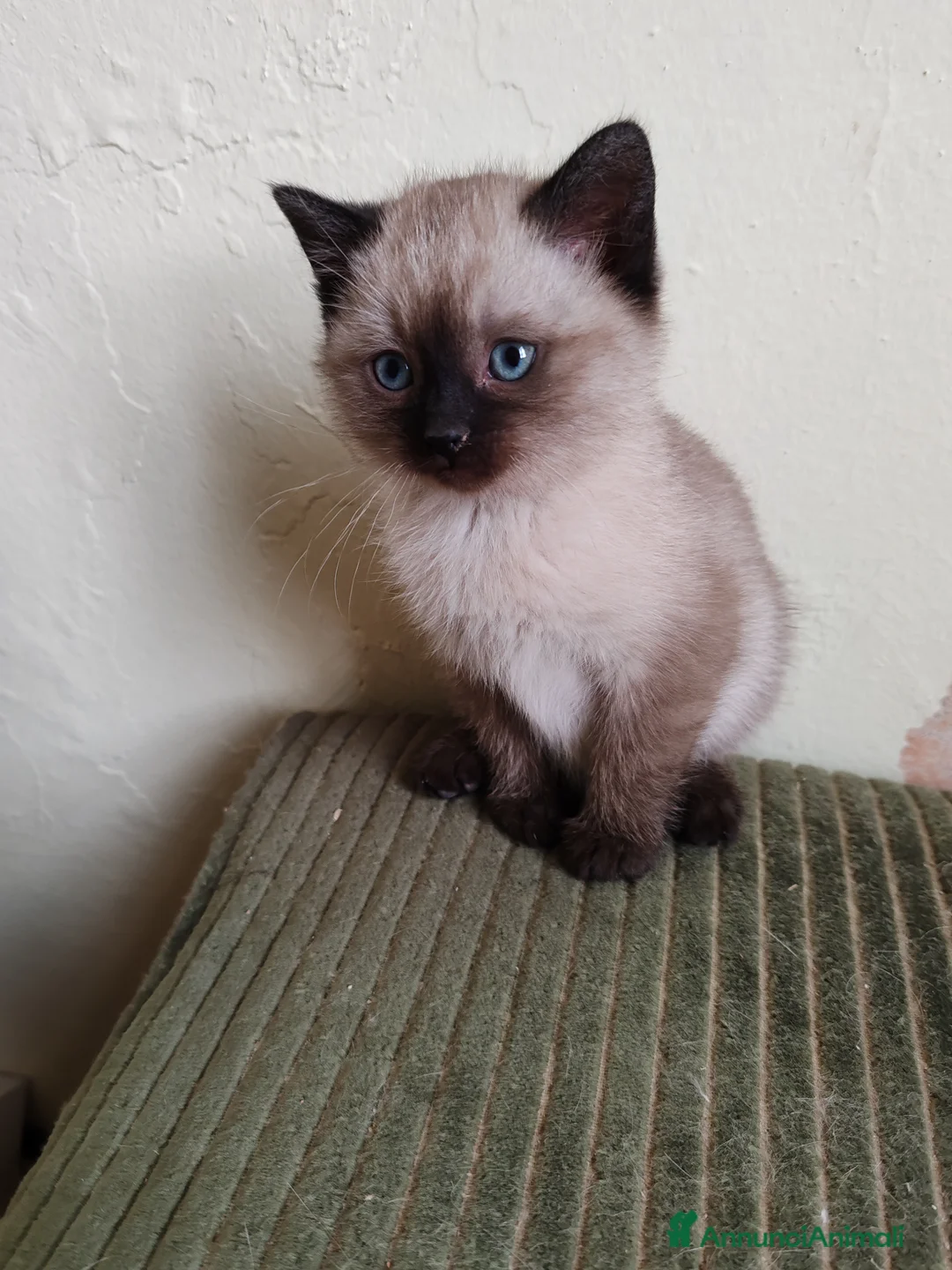 Siamese gatti in vendita: Micetto siamese - Annuncio 2