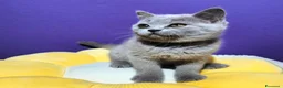 British gatti in vendita: Cuccioli British Shorthair lilac  - Annuncio 4