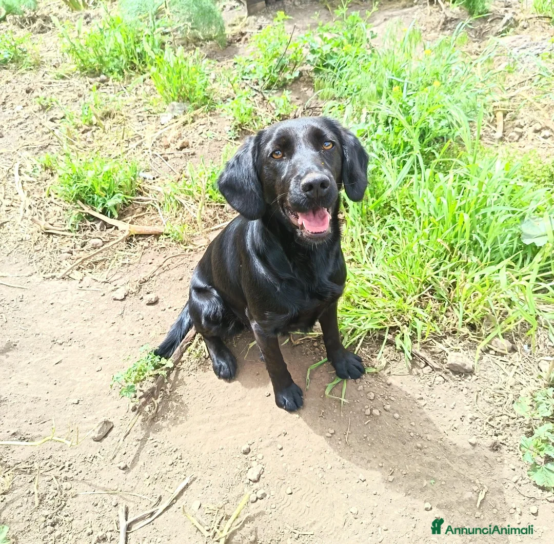 Meticcio cani in regalo: Baronessa in canile con rischio deportazione - Annuncio 1