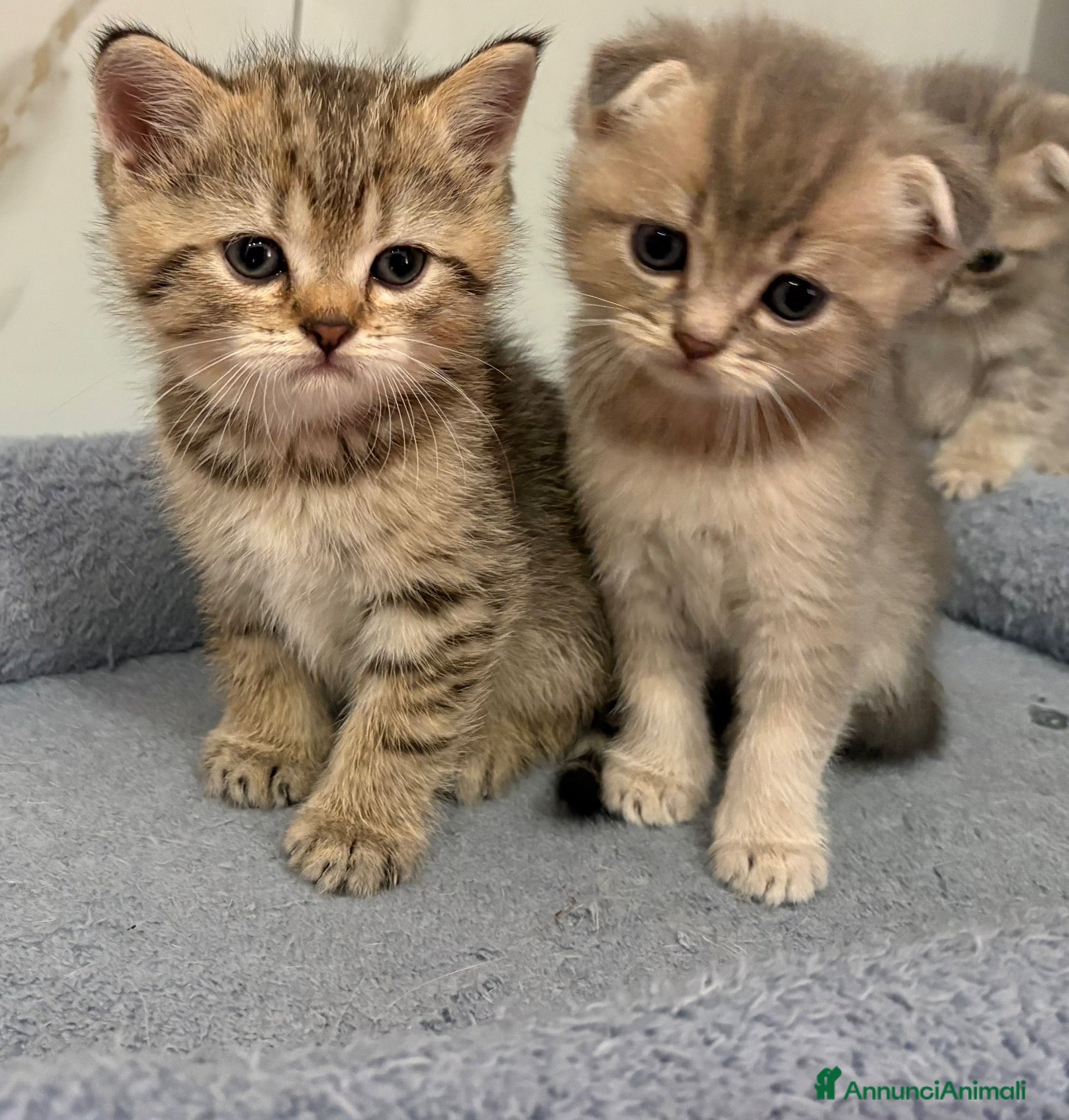 British gatti Scottish fold sthrait  - Annuncio 3