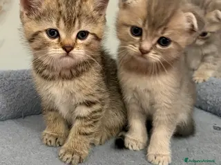 British gatti Scottish fold sthrait - Annuncio 3
