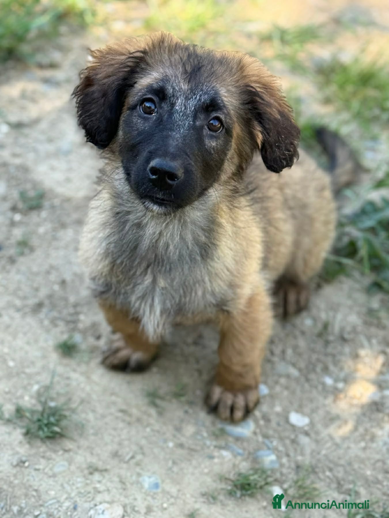 Meticcio cani VERA, cucciola super DOLCE! Tg MEDIO PICCOLA - Annuncio 4