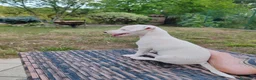 Jack Russell cani in vendita: ULTIMI DUE CUCCIOLI - Annuncio 7