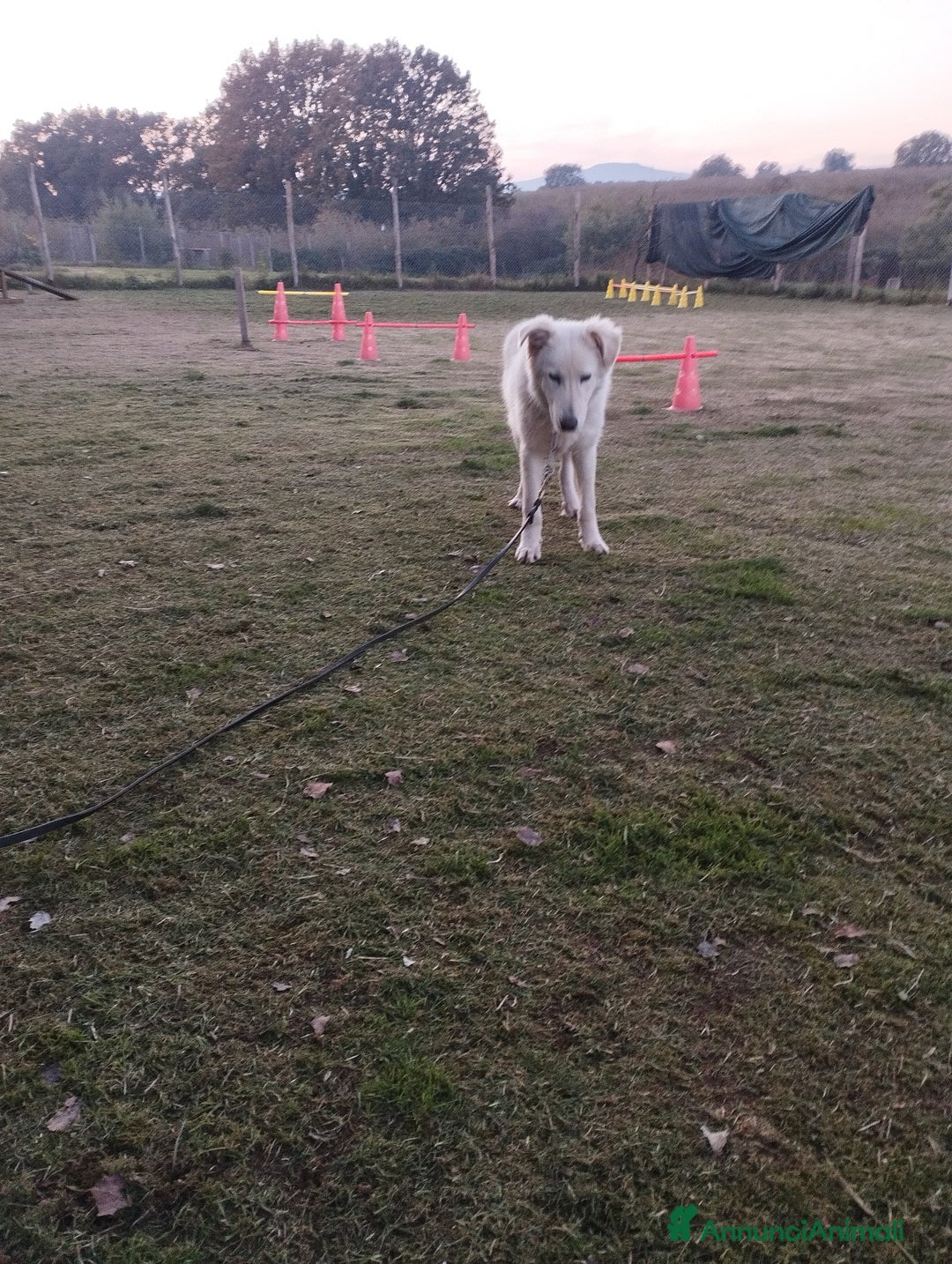 Pastore Maremmano cani in regalo: Simpatico derek - Annuncio 4