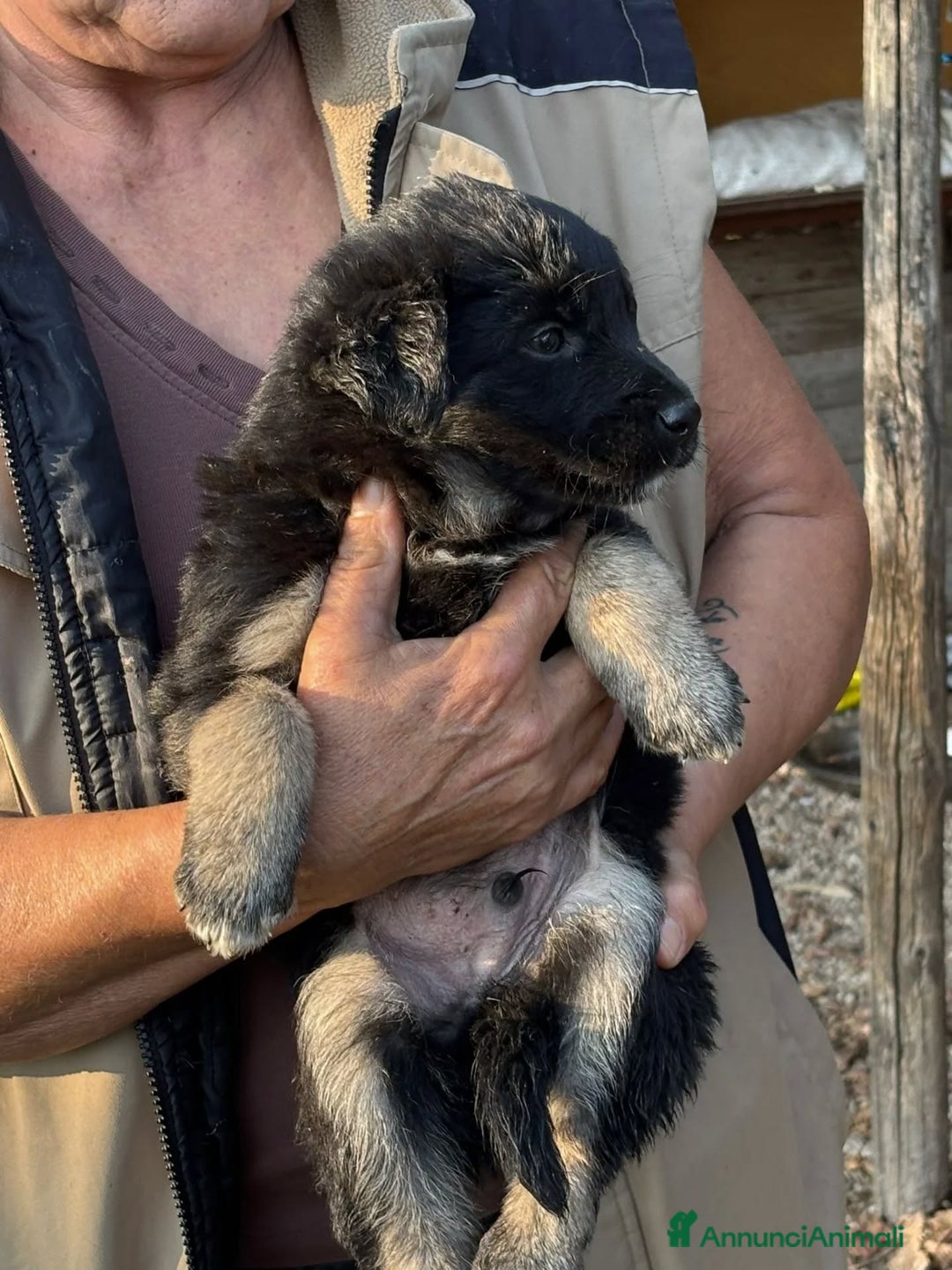 Meticcio cani in regalo: Jerry dolce cucciolo taglia medio piccola adozione - Annuncio 2