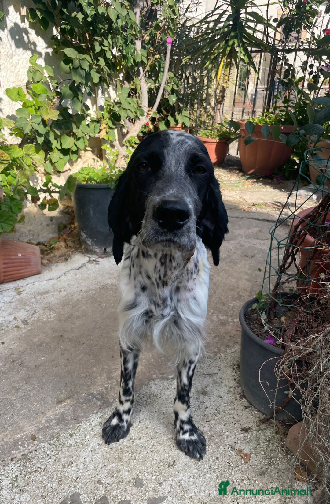 Setter Inglese cani in regalo: PLUTO Setter Inglese di 3 anni - Annuncio 4