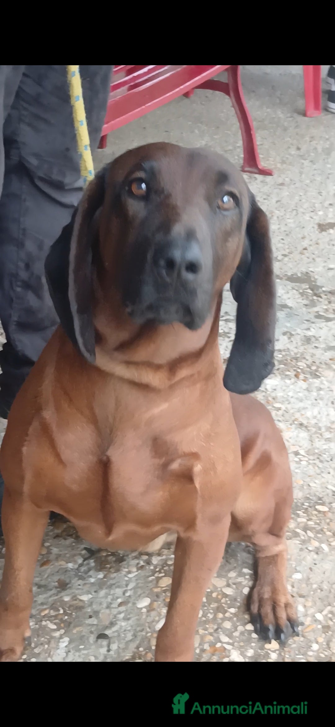 Meticcio cani ROCCO CANE ROSSO DI BAVIERA CERCA UNA CASA - Annuncio 6