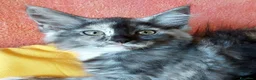 Maine Coon gatti in vendita: Maine Coon tabby cucciole gemelle - Annuncio 6