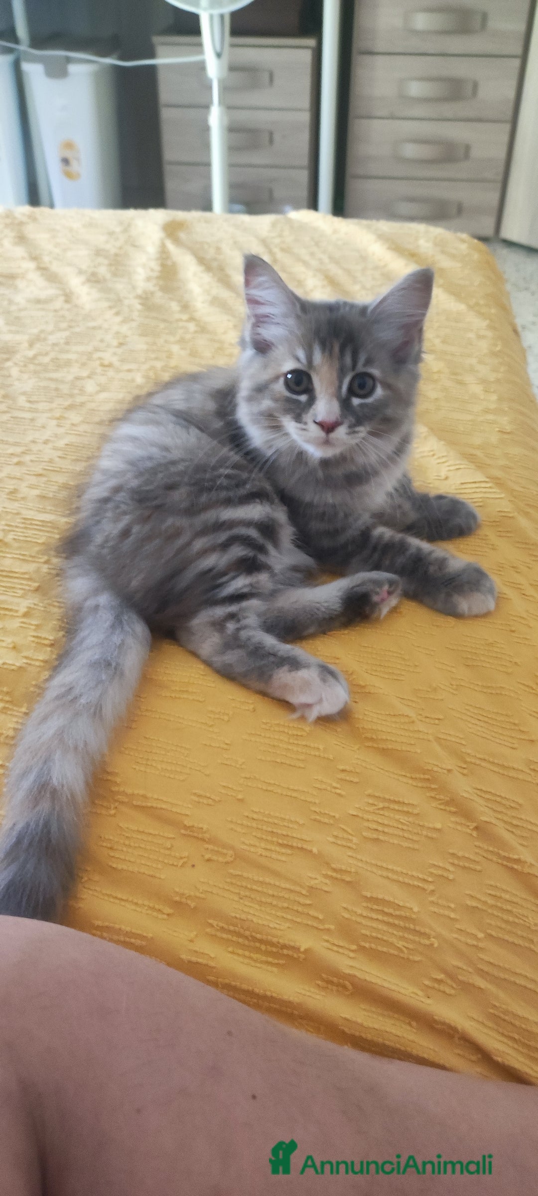 Norvegese gatti in vendita: Cuccioli di Norvegese delle foreste a Città metropolitana di Roma Capitale - Immagine 2