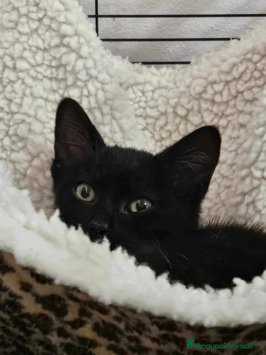 Altre razze gatti in regalo: XENA CERCA CASA 🏡  - Annuncio 2