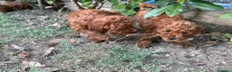 Barboncino Toy cani in vendita: Barboncino Toy Red - Annuncio 9