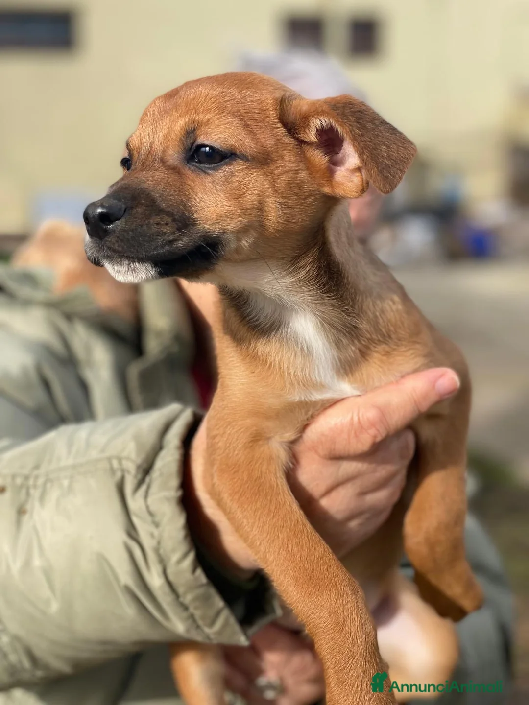 Meticcio cani in regalo: BALLERINA🩷-cucciola futura taglia medio/piccola🥰 - Annuncio 2