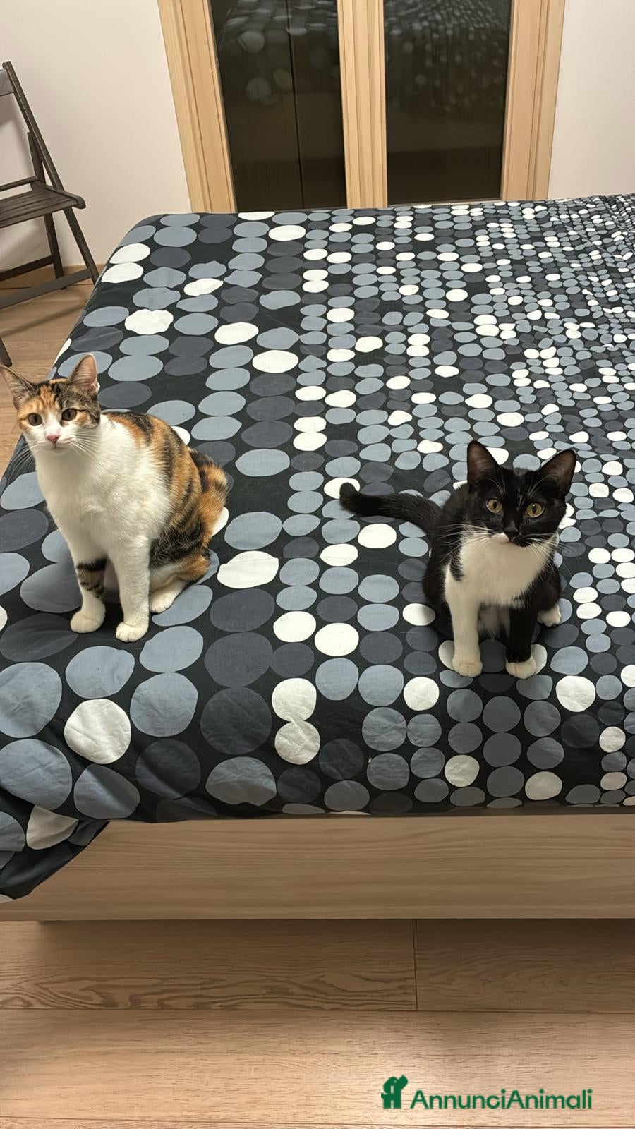 Europeo gatti REA E KINDA - Annuncio 1