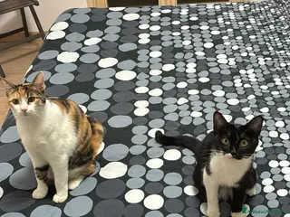 Europeo gatti REA E KINDA - Annuncio 1