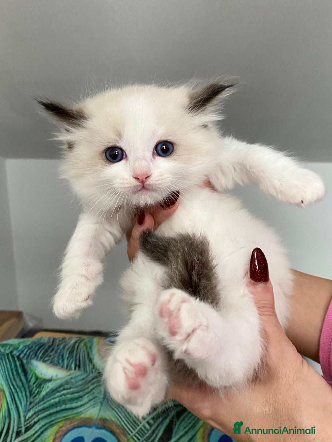 Ragdoll gatti in vendita: Cuccioli ragdoll bicolor con Pedigree  - Annuncio 3