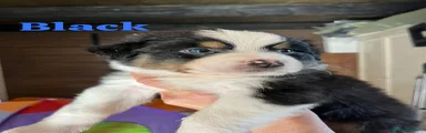Australian Shepherd Cucciolo 8