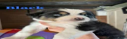 Australian Shepherd cani in vendita: Cuccioli Australian Shepherd - Annuncio 8